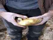(özel Haber) Niğde`de Patates Üreticisine Don Şoku