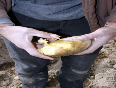 ORHANLı - (özel Haber) Niğde`de Patates Üreticisine Don Şoku