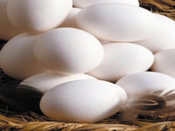 Tavuklar Döviz Yumurtladı, Yumurta İhracatı Rekora Koşuyor