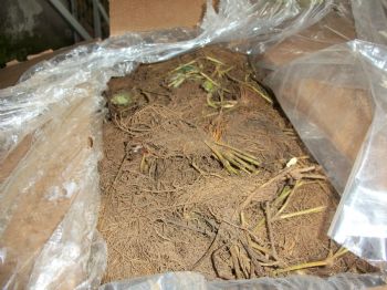 KÖSELI - Sertifikalı Çilek Fidesi Dağıtımı