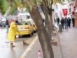 Çöpçülerin İstediği Oldu, Şehre Yaprak Dökmeyen Ağaçlar Dikiliyor (özel)