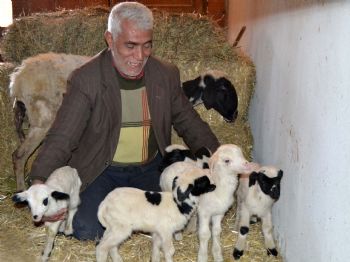 RAMAZAN DOĞAN - Sakız Cinsi Koyun Beşiz Doğurdu