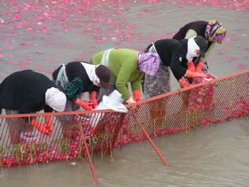 Kadirli`de Turp Sezonu Başladı