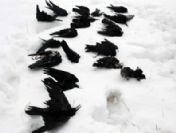 Muş'ta 50 köy yolu ulaşıma kapandı