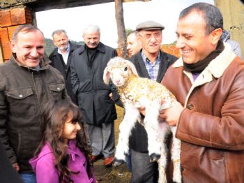 Of`ta Hayvancılığı Geliştirmek İçin Koyun Dağıtıldı