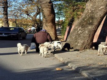 Başı Boş Köpekler Korkutuyor