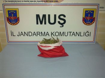 Muş`ta Kaçak Sigara ve Uyuşturucu Operasyonu