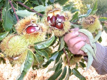 ALİ GÜLTEKİN KILINÇ - Nazilli Bursa’yı Kestanede Marka Yaptı