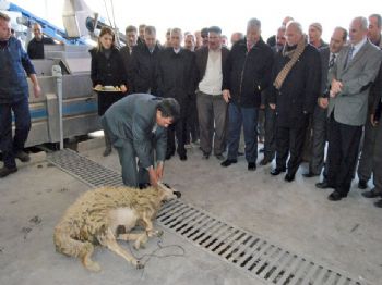 FIKRET AKOVA - Protokol Açılışta Kurban Edilecek Koyunun Kıblesini Şaşırdı.