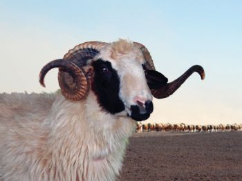 Deniz Feneri`nden Kurban Teşekkürü