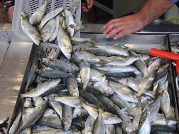 Düzce`de Kaçak Avlanan 6 Bin 250 Kilo Lüfere El Konuldu