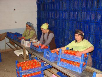 OSMAN KAPTAN - Kumluca Hali Törenle Açıldı