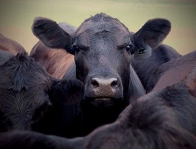 BEKIR ULUBAŞ - Elde kalan kurbanlıklara EBK sahip çıktı