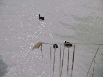 ÖRENCIK - Mogan Gölü`nde `kirli Su` Tehdidi
