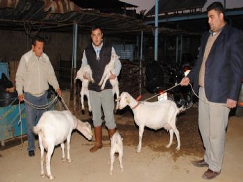 DEMIRCILI - Ödemiş`te Saanen Keçilerinde Suni Tohumlama Başarısı
