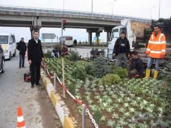EROL KARADERE - Espiye Çiçeklerle Renklenecek