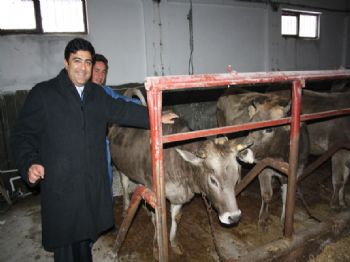 RıZA GENÇOĞLU - Mesudiye`de Çiftçilere 136 Düve Dağıtıldı