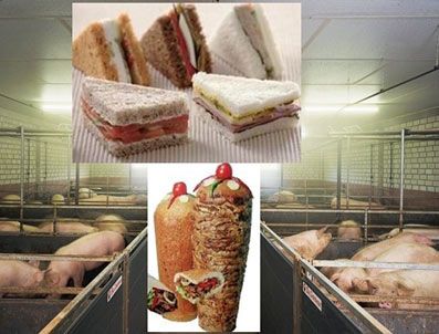 BUGÜN GAZETESI - Gıda terörü domuz eti bile yediriyor