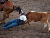 Kovboy kasabası Cody'de nefes kesen rodeo