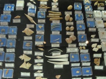 SAKIP SABANCI - 4 Bin Deniz Kabuğu Bodrum Deniz Müzesi’nde Görücüye Çıkıyor