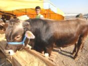 Kurban satıcılarının İthal kurban isyanı