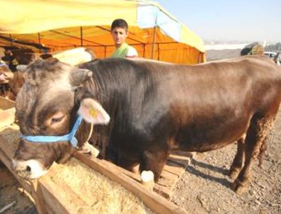 Kurban satıcılarının İthal kurban isyanı