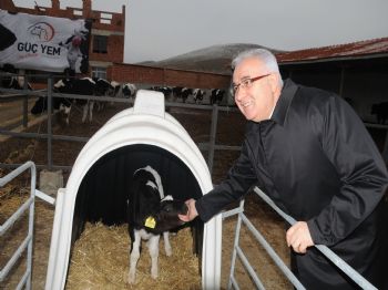 CAHİT BAĞCI - Çorum`da Çiftçilere 300 Damızlık Düva Dağıtıldı