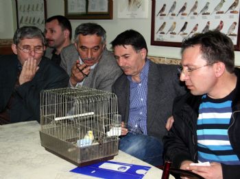 Kanarya Mezatları Başladı