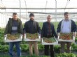 Silifke`da Sezonun İlk Çilek Hasadı Yapıldı