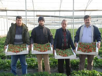 BAHÇEKÖY - Silifke`da Sezonun İlk Çilek Hasadı Yapıldı