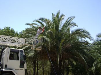 DOĞANBEY - İzmir`de Palmiye Kurutan Kırmızı Böceğe Karşı 22 Bin Ağaç İlaçlandı