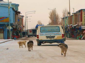Köylerden Getirilerek Başıboş Bırakılan Köpekler Sahiplerini Arıyor