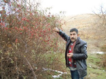Kuşburnunu Kurutarak Kışa Saklıyorlar