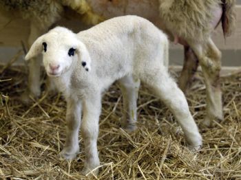 DEVLET PLANLAMA TEŞKILATı - Türkiye’nin İlk Klon Koyunu ‘oyalı’ 4 Yaşında