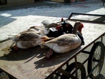 Kars’ta Kaz Pazarı