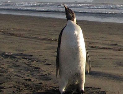 Neşeli ayaklar denize kavuştu