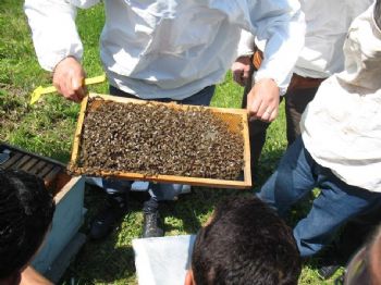 Ordu`da Baldan Tatlı Gelir