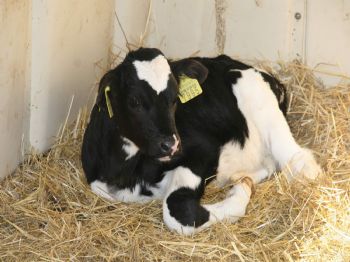 DEVECIPıNAR - Yozgat Devecipınar Hayvan Üretme Çiftliğinin Kapasitesi Yükseltildi