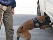 Aydın'da operasyon: 15 gözaltı