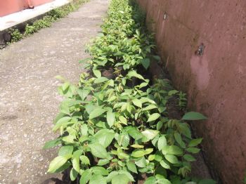 Alaplı`dan Kardeş Okula 500 Ceviz Fidanı