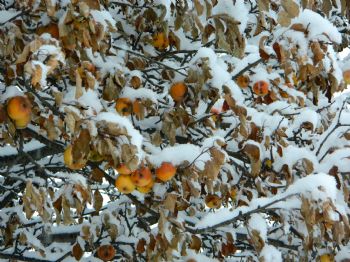 Posof`ta Elmalar Kar Altında Kaldı