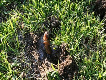 BEYPAZARı ŞEKERSPOR - Stada Musallat Olan Böceklerden Arap Sabunu İle Kurtuldular