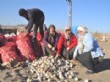 Yozgat’ta Soğanlar Elde Kaldı, Üreticisi Sıkıntılı