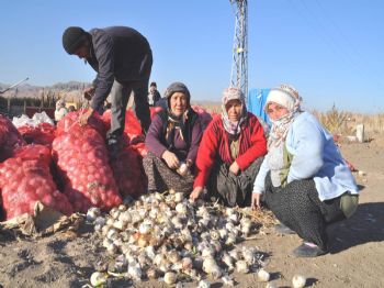 Yozgat’ta Soğanlar Elde Kaldı, Üreticisi Sıkıntılı