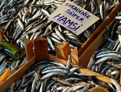 İĞNEADA - Hamsi tek tek sayılacak