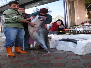 NEZIH DOĞAN - 80 Kiloluk Ton Balığına Çocuklardan İlgi
