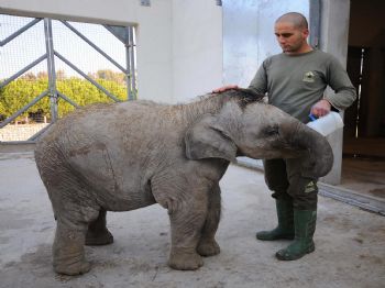 Bebek fil İzmir 350 kilo oldu