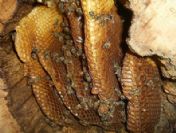 Karakovan balı altın değerinde