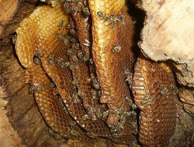 Karakovan balı altın değerinde