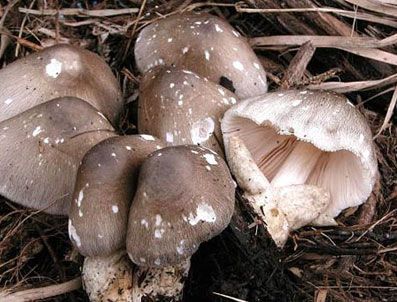 RUS RULETI - İşte ölümcül mantar türleri